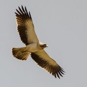 512px-Booted_eagle_in_flight.jpg